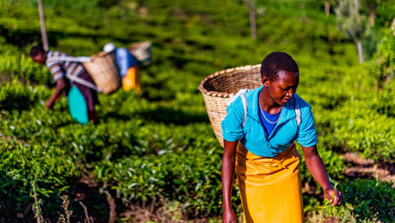 Pratiques agricoles durables en action